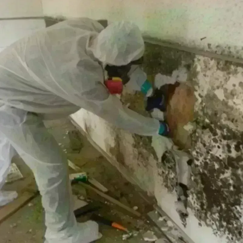 Mold Remediation and Removal in Winter Gardens, CA